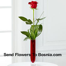 A Single Red Rose In A Red Test Tube Vase Delivered in Bosnia